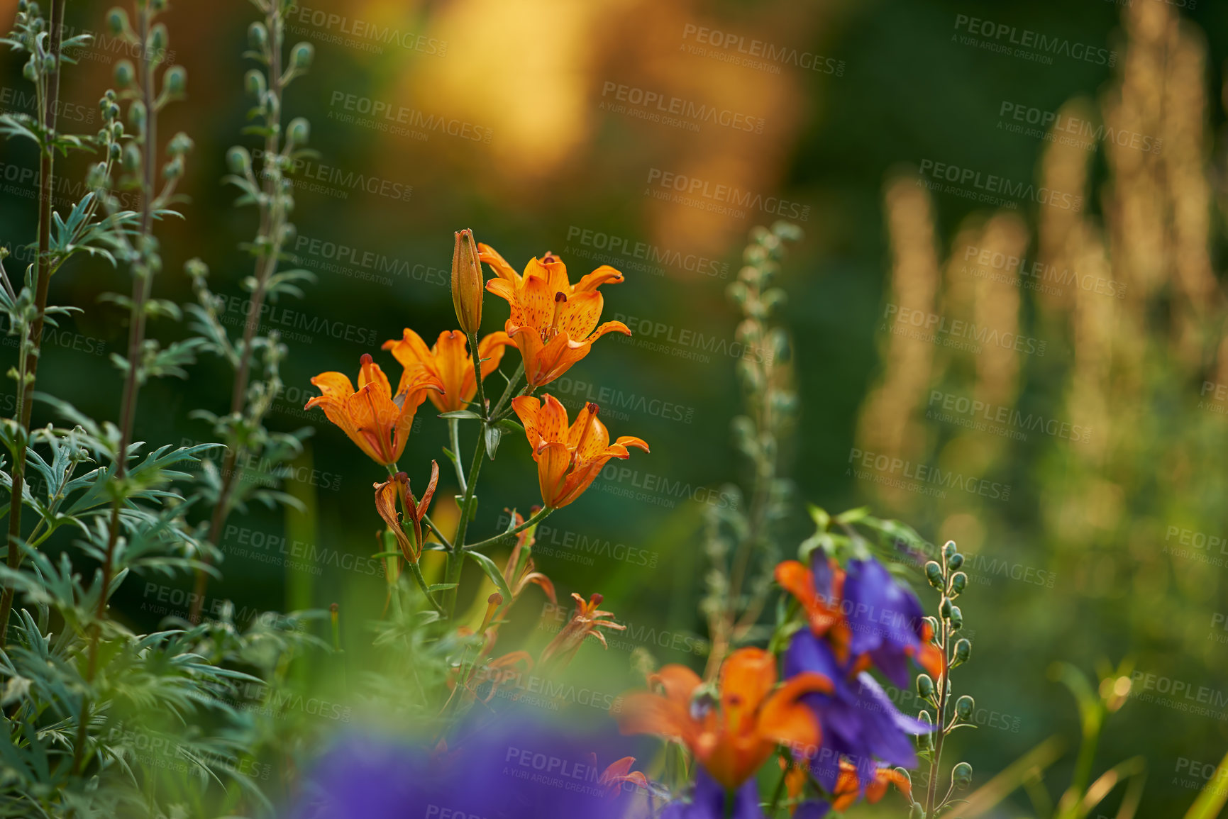 Buy stock photo Lily, countryside and forest with flower, plants and grass in nature with floral greenery outdoor. Leaves, bush and woods with bloom and wild garden in spring with no people and fresh vegetation