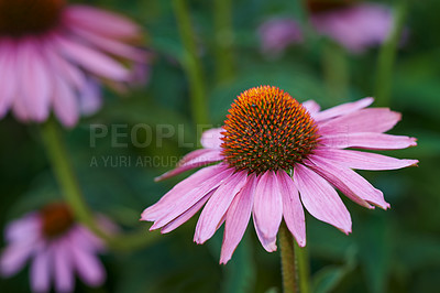 Buy stock photo Coneflower, nature and garden for spring closeup, medicinal plant for fresh vegetation. Pollen and ecology or biodiversity or environmental sustainability, Echinacea purpurea for growth for earth day