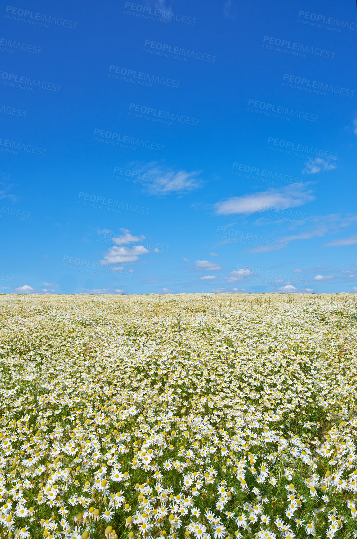 Buy stock photo Chamomile, field or nature with meadow for flowers, plants or sustainable growth in environment. Sky in background, outdoor or landscape of grass, lawn or natural pasture for white daisies or ecology