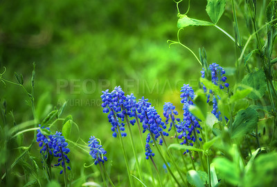 Buy stock photo Bluebells, countryside and forest with flower, plants and grass in nature with floral greenery outdoor. Leaves, bush and woods with bloom and wild garden in spring with no people and fresh vegetation