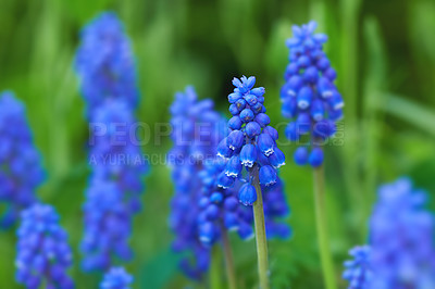 Buy stock photo Flower, plants and wild in nature for sustainability, horticulture and conservation of meadow. Hyacinths, closeup and growth in garden of countryside, ecosystem and botany for environment on travel