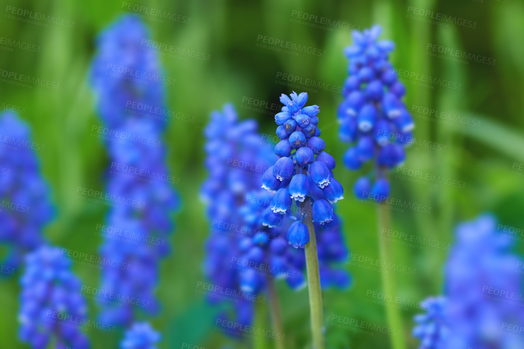 Buy stock photo Flower, plants and wild in nature for sustainability, horticulture and conservation of meadow. Hyacinths, closeup and growth in garden of countryside, ecosystem and botany for environment on travel