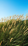 Blowing in the breeze