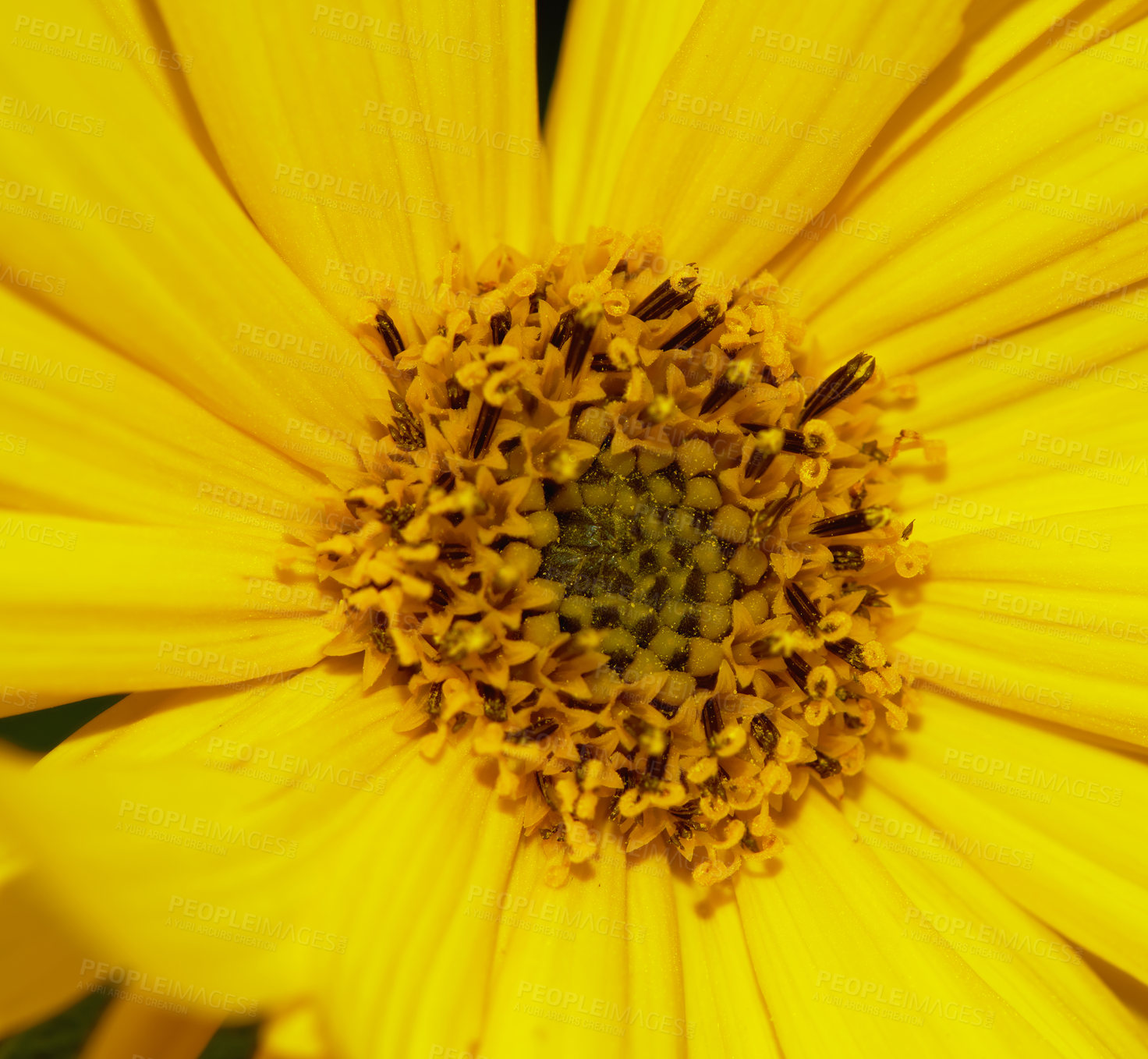 Buy stock photo Dwarf sunflower, flower closeup and nature with environment, spring and natural background. Ecology, landscape or wallpaper with plant in garden or park, growth and yellow with blossom for botany