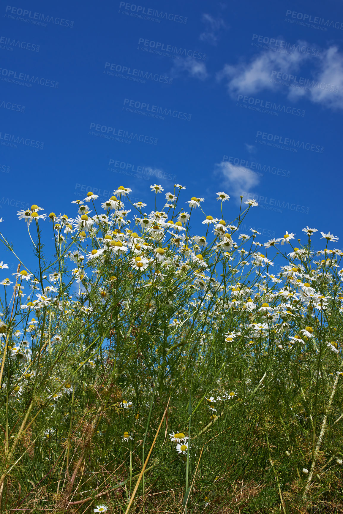 Buy stock photo Countryside, blue sky and daisy field in spring with natural landscape, morning blossom and floral bush. Growth, peace and flowers with green backyard garden, calm nature and sustainable environment.