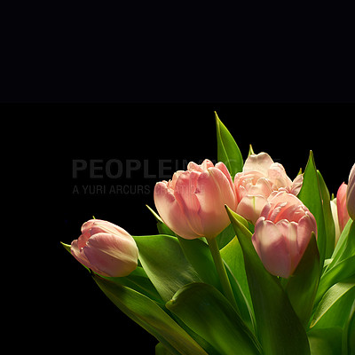 Buy stock photo Tulips, bouquet and flower with pink spring plant from garden with floral bunch and leaves. Blossom, petal and green stem in studio with black background and greenery gift or present with mockup