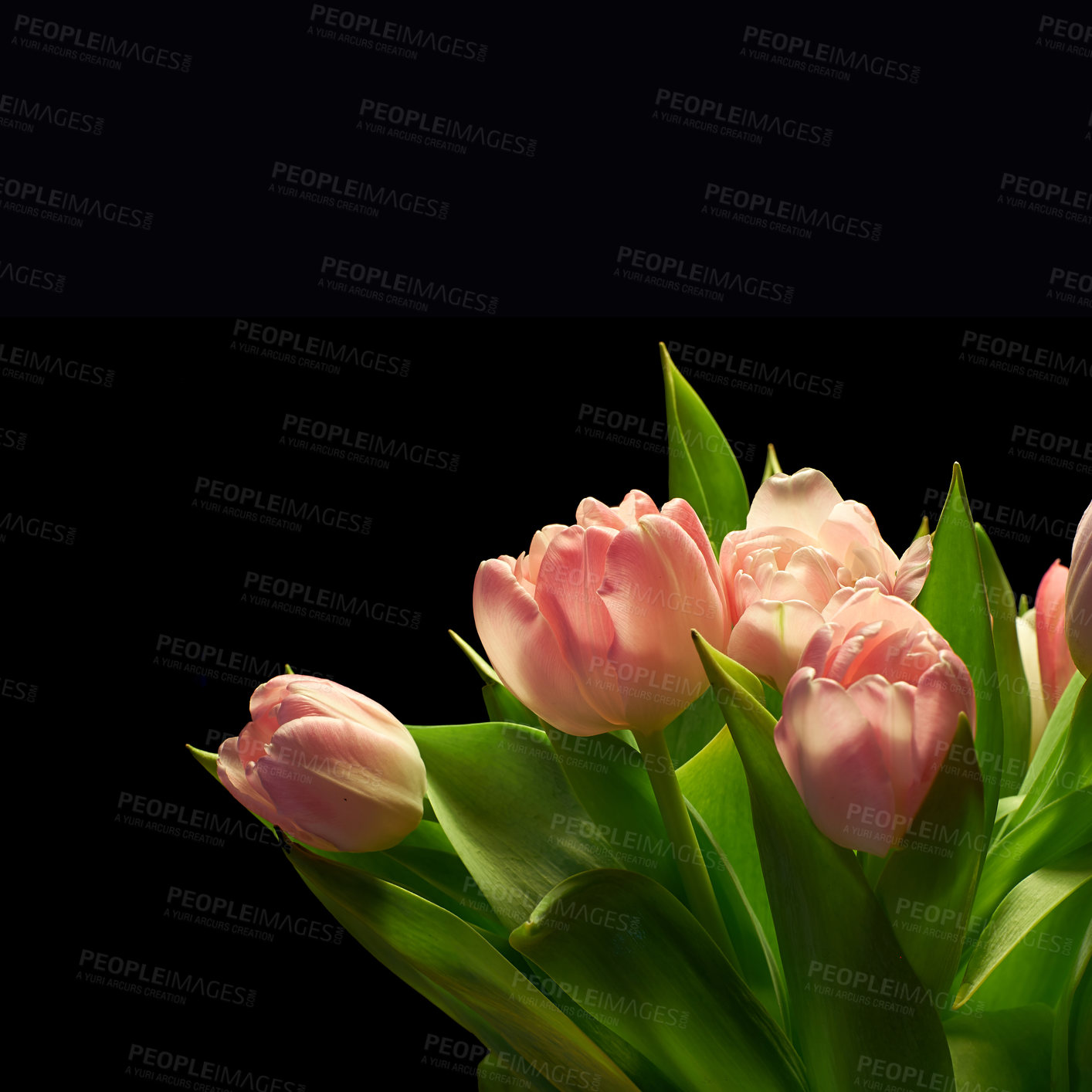 Buy stock photo Tulips, bouquet and flower with pink spring plant from garden with floral bunch and leaves. Blossom, petal and green stem in studio with black background and greenery gift or present with mockup