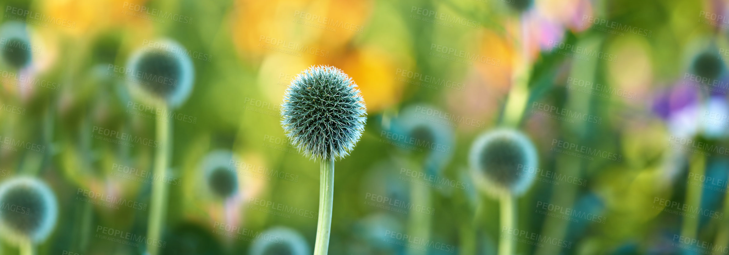 Buy stock photo Globe thistle, nature and flower in garden for spring closeup, fresh and natural wild vegetation. Ecology and pollen plant for biodiversity or environmental sustainability in conservation growth

