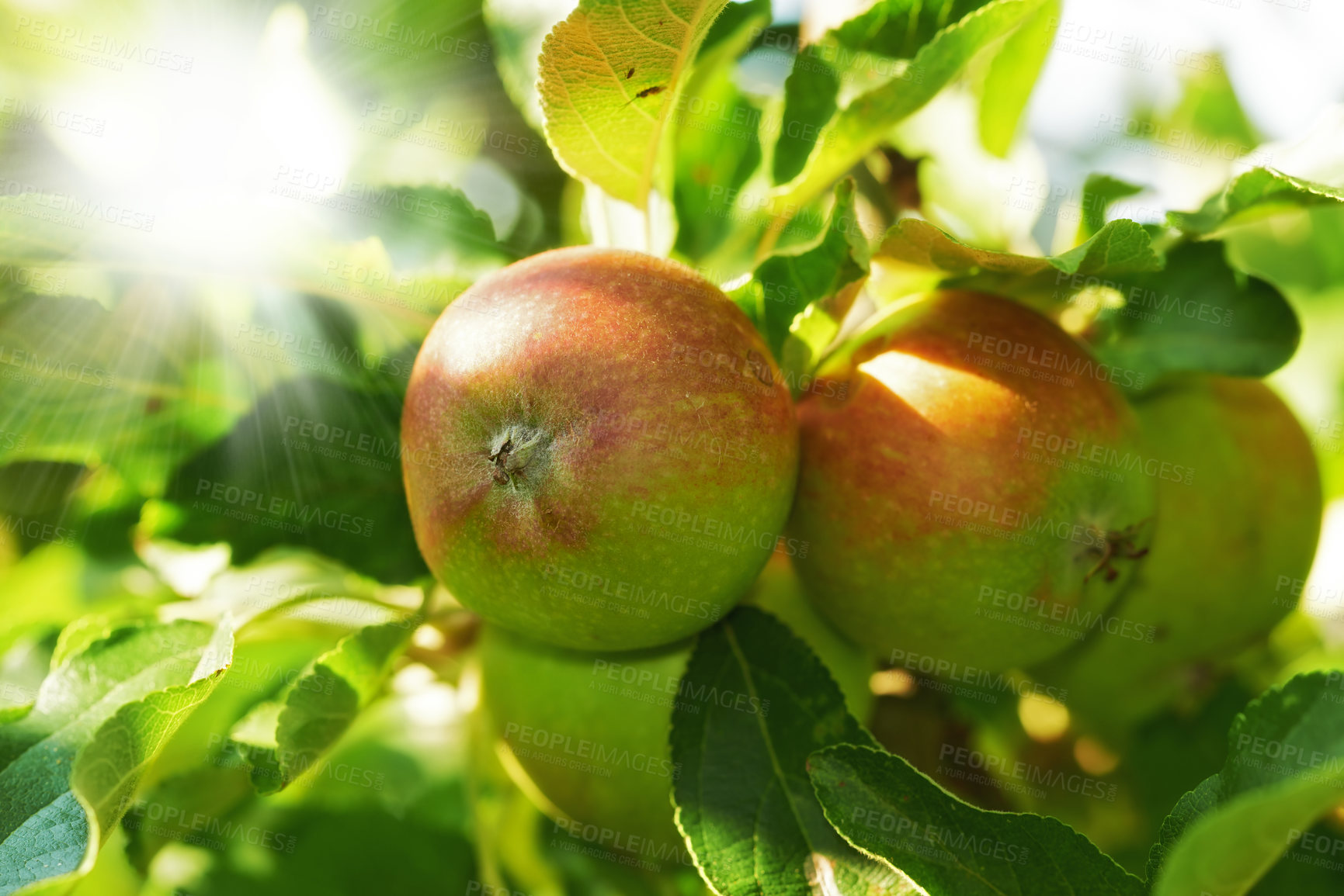 Buy stock photo Apple, tree and fruit closeup with leaves outdoor in farm, garden or orchard in agriculture or nature. Organic, food and farming in summer with sustainability for healthy environment and growth