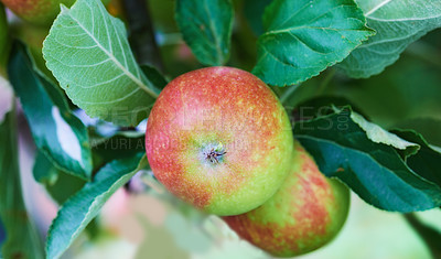 Buy stock photo Nature, agriculture and nutrition with apple on tree for sustainability, health and growth. Plants, environment and farm with ripe fruits on branch for harvesting, farming and horticulture