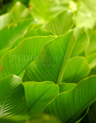 Buy stock photo Green, leaves and growth in outdoor nature, peace and ecology in countryside or sustainable environment. Plant, ecosystem and botanical garden and biology in forest or woods, closeup and foliage