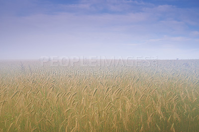 Buy stock photo Wheat field, mist and blue sky or nature environment fr grain harvesting or crop production, countryside or morning.  Grassland, fog and outdoor in rural area in Thailand, small business or growth