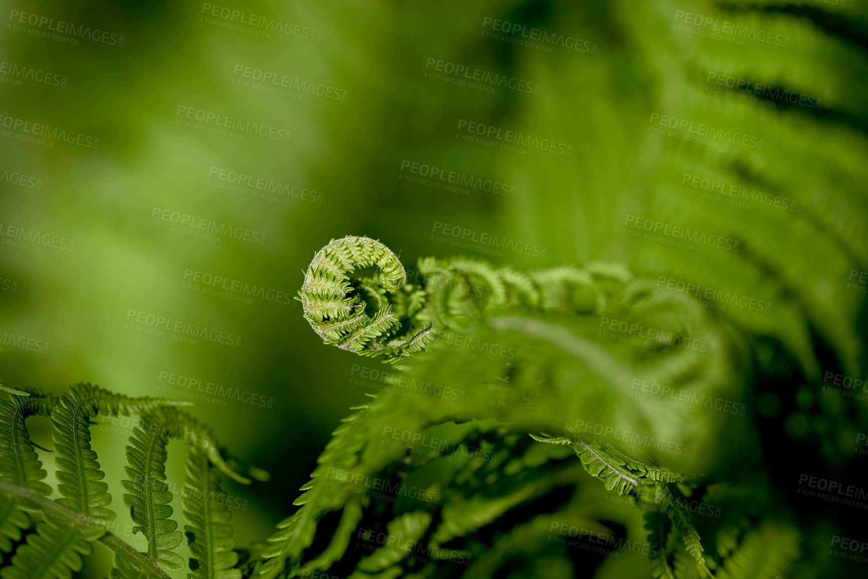 Buy stock photo Green, fern and growth in outdoor nature, peace and ecology in countryside or sustainable environment. Plant, ecosystem and botanical garden and biology in forest or woods, bloom and foliage of leafs