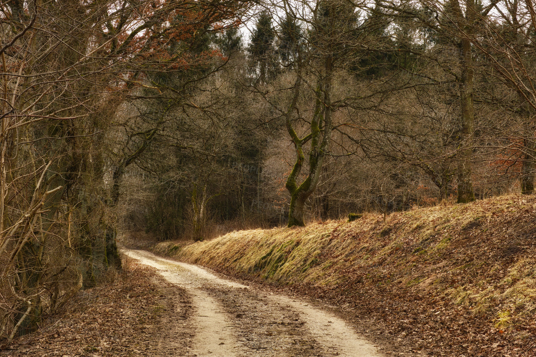 Buy stock photo Path, landscape and forest with trees in countryside for travel, adventure and leaves with autumn in nature. Street, trail and location in Denmark with direction, roadway and environment for tourism