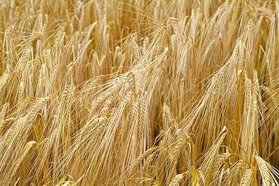 Buy stock photo Wheat, farm and plants closeup in field with leaves or growth of grain for production of agriculture. Sustainable, farming and crop of organic food, grass and outdoor in summer, nature or pasture