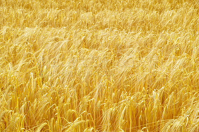 Buy stock photo Cropped shot of wheat crops blowing in the breeze