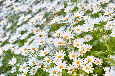 Buy stock photo Flowers, daisies and field in nature in the countryside, environment and park in summer. Leaves, white plant and meadow at garden outdoor for growth, ecology and natural floral bloom with closeup