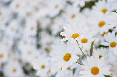 Buy stock photo Flowers, daisies and field in garden closeup, environment and park in summer. Leaves, chamomile plant and meadow in nature outdoor for growth, ecology and natural floral bloom in the countryside