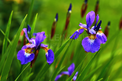 Buy stock photo Nature, spring and flowers in calm garden with natural landscape, morning blossom and floral zen. Growth, peace and purple iris bush with green backyard grass, countryside and sustainable environment