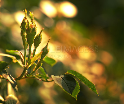 Buy stock photo Budding leaves on a branch on a warm summers day. Seasonal growth encourages change and symbolises opportunity, endurance and success. Seasonal flowers symbolising romance, love and beauty