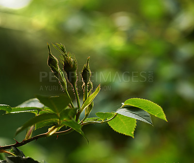 Buy stock photo Closeup of budding Dog roses on a summers day with a blurry background and copyspace. Zoom on rose buds growing in a landscape area or garden. Blooming flowers useful for essential oil and fragrance