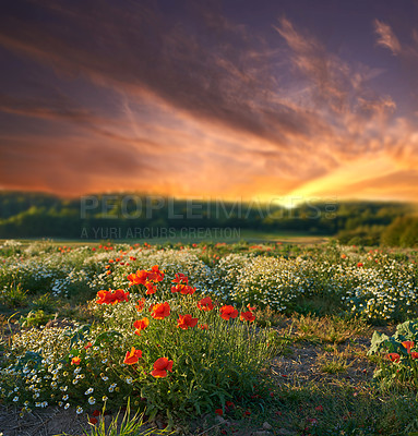 Buy stock photo Wildflowers, blooming and spring in field in environment, sunset and green grass in nature with plants. Countryside, sunshine or castilleja in bloom in england, calm or sustainable ecology in morning