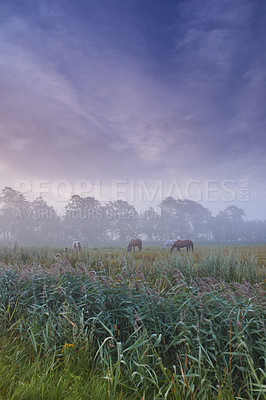 Buy stock photo Farm, nature and horses with mist, fog and calm with countryside and landscape. Field, sky and ecology for growth, carbon capture and serenity with peaceful meadow and harvest with animals or pasture