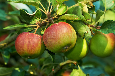 Buy stock photo Nature, environment and farm with apple on tree for sustainability, health and growth. Plants, agriculture and nutrition with ripe fruits on branch for harvesting, farming and horticulture