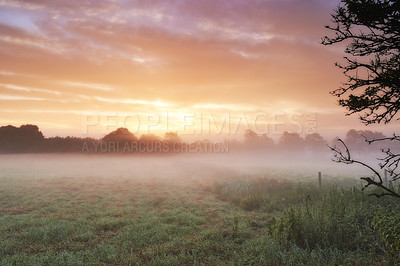 Buy stock photo Farm, cereal crops and mist on field in morning, sunrise and wheat plant in sustainable environment. Countryside, sunshine or grain agriculture in england, plants or peace on rural ecology in nature