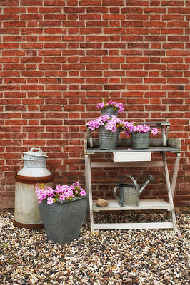 Buy stock photo Spring, nature and garden with flower pot on shelf by brick wall, countryside and rural for plants. House, backyard and environment for growth, still life and container with rust and watering can