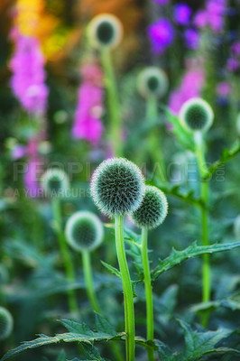 Buy stock photo Globe thistle, plant and nature in spring meadow or closeup, fresh and natural wild vegetation. Ecology and pollen flower or biodiversity for environmental sustainability in garden grow or earth day