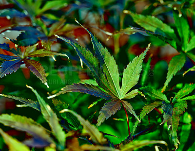 Buy stock photo Japanese maple, leaves and plant environment in nature bush in countryside park for gardening, ecology or sustainable. Leaf, steam and growing outdoor foliage for travel, exploring or destination
