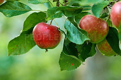 Buy stock photo Apple growth, nature and fruit product plant outdoor on countryside with farming produce. Fruits, red apples and green leaf on a tree outside on a farm for agriculture and sustainable production