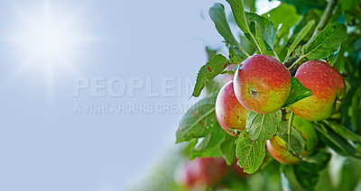 Buy stock photo Red apples, orchard and blue sky with nature, environment and lens flare with garden and healthy. Fruit, empty and sunshine with growth and countryside with farmland and food with plants and ecology