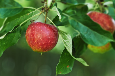 Buy stock photo Red apples, orchard and plant for agriculture, summer season and garden for countryside tree and farm. Fruit, nature and leaf in outdoor, environment and nutrition for healthy diet in organic harvest