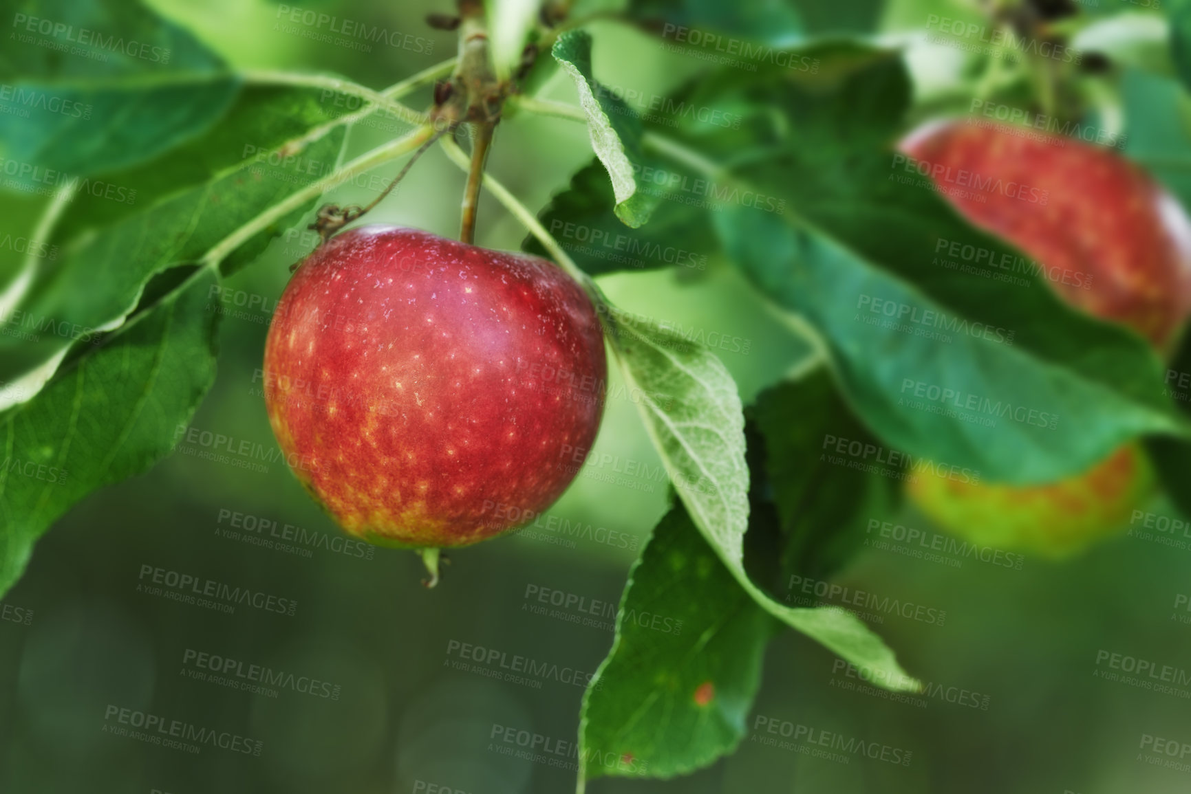 Buy stock photo Red apples, orchard and plant for agriculture, summer season and garden for countryside tree and farm. Fruit, nature and leaf in outdoor, environment and nutrition for healthy diet in organic harvest