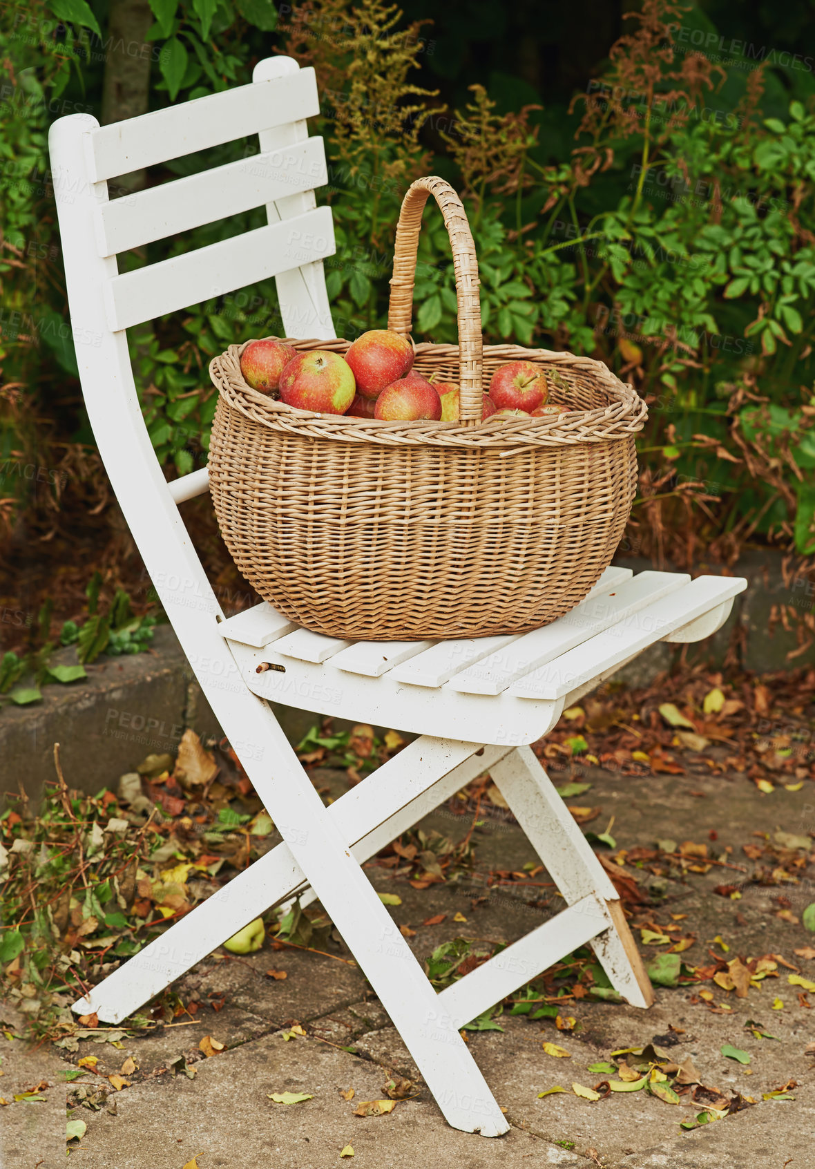 Buy stock photo Chair, apple and basket for leaves, autumn and ground for harvest of healthy food in countryside. Organic, fruit and seat on sustainable, farm and orchard for natural, eco friendly and nutrition