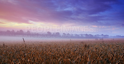 Buy stock photo Clouds, wheat or field for mist, dramatic or scenery in panorama for landscape, banner or wallpaper. Colorful, cloudy sky or grain for dusk, grassland or harvest in peaceful countryside screen saver