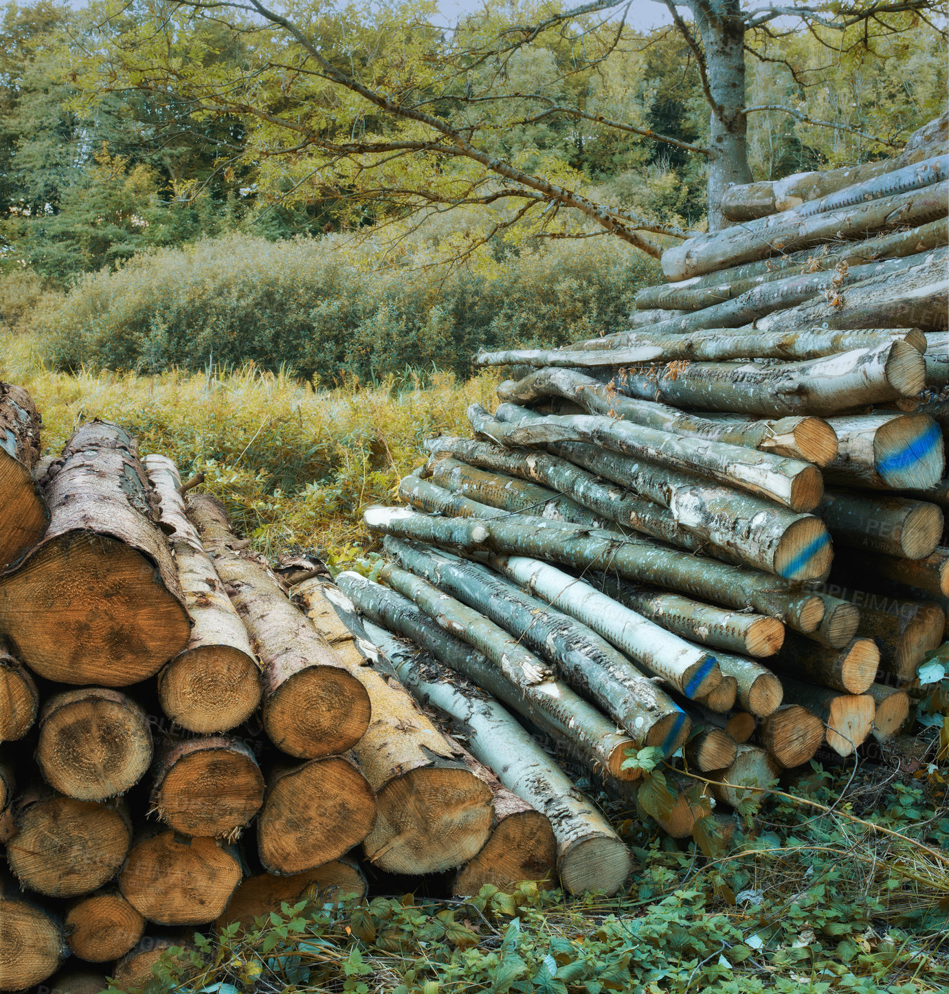 Buy stock photo A large pile of wood