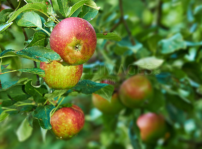 Buy stock photo Nature, agriculture and garden with apple on tree for sustainability, ecology and growth. Plants, environment and nutrition with red summer fruits on branch for harvesting, farming and horticulture