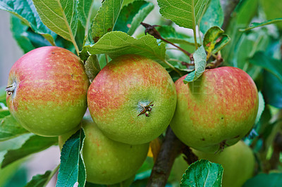 Buy stock photo Ripe red apples on an apple tree in an orchard