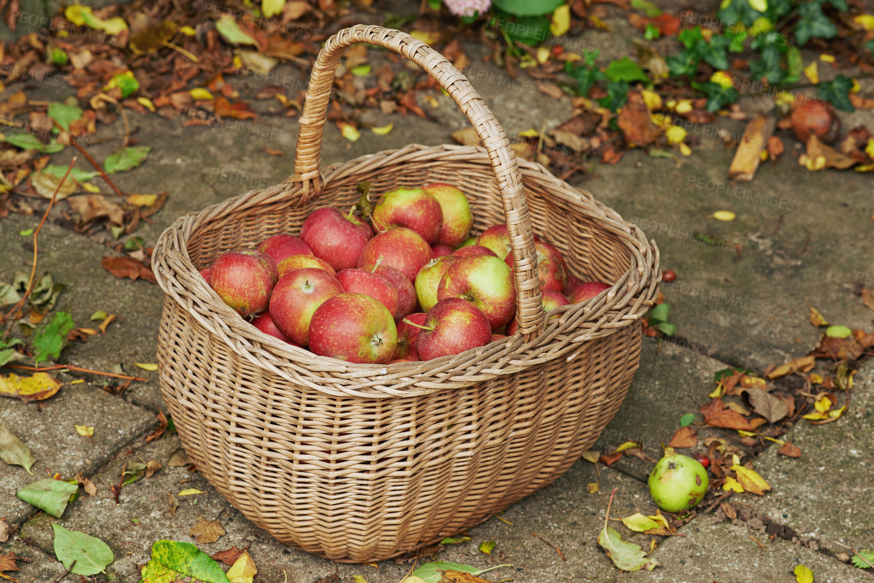 Buy stock photo Organic, apple or basket on ground for autumn, harvest or agriculture of healthy, natural and snack. Fresh, fruit and floor for abundance, sustainability or zero waste for farming eco friendly food