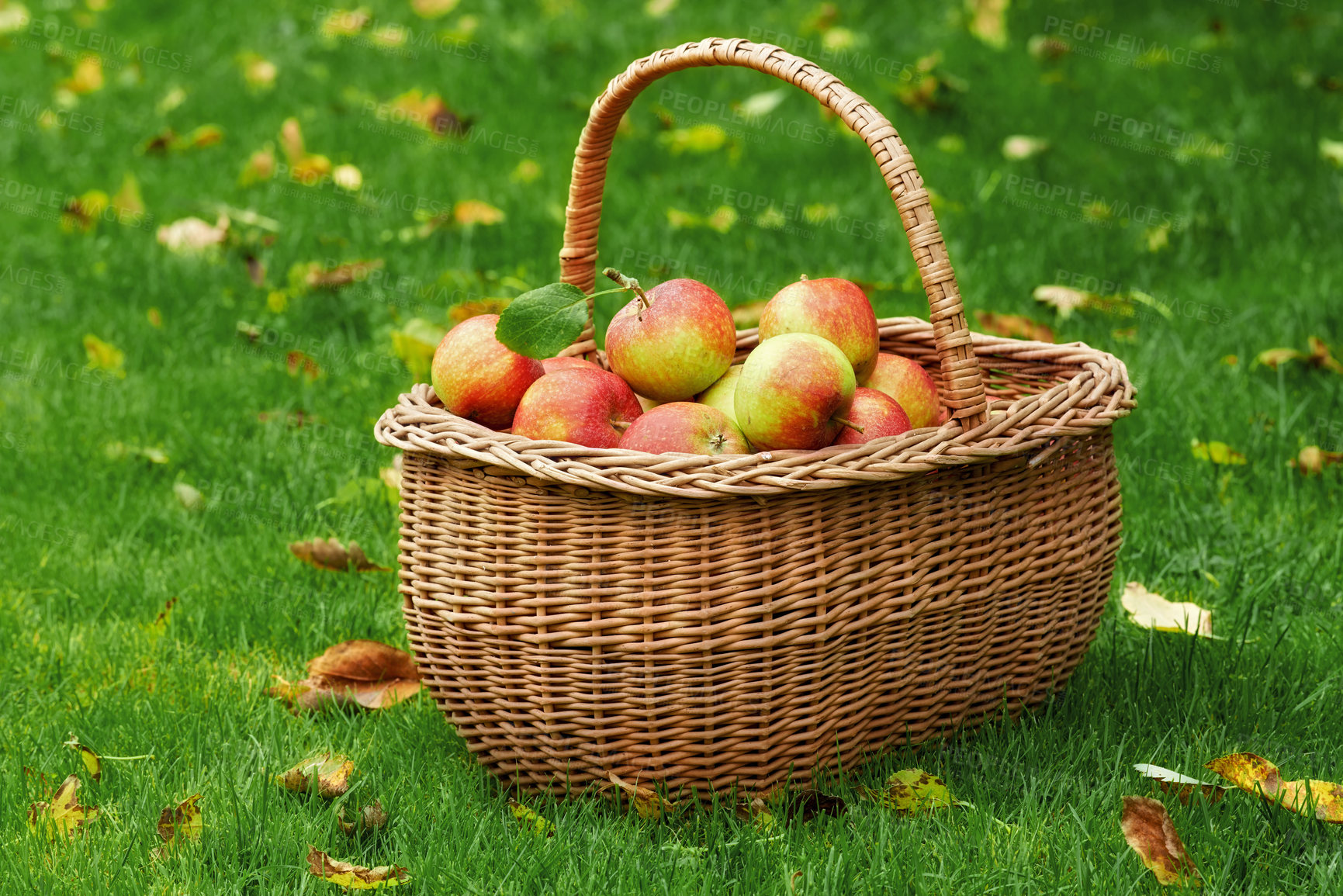 Buy stock photo Apple, basket or leaves on grass for autumn, harvest or countryside for health, food or agriculture. Organic, fruit and lawn in sustainable, farm and orchard for natural eco friendly nutrition