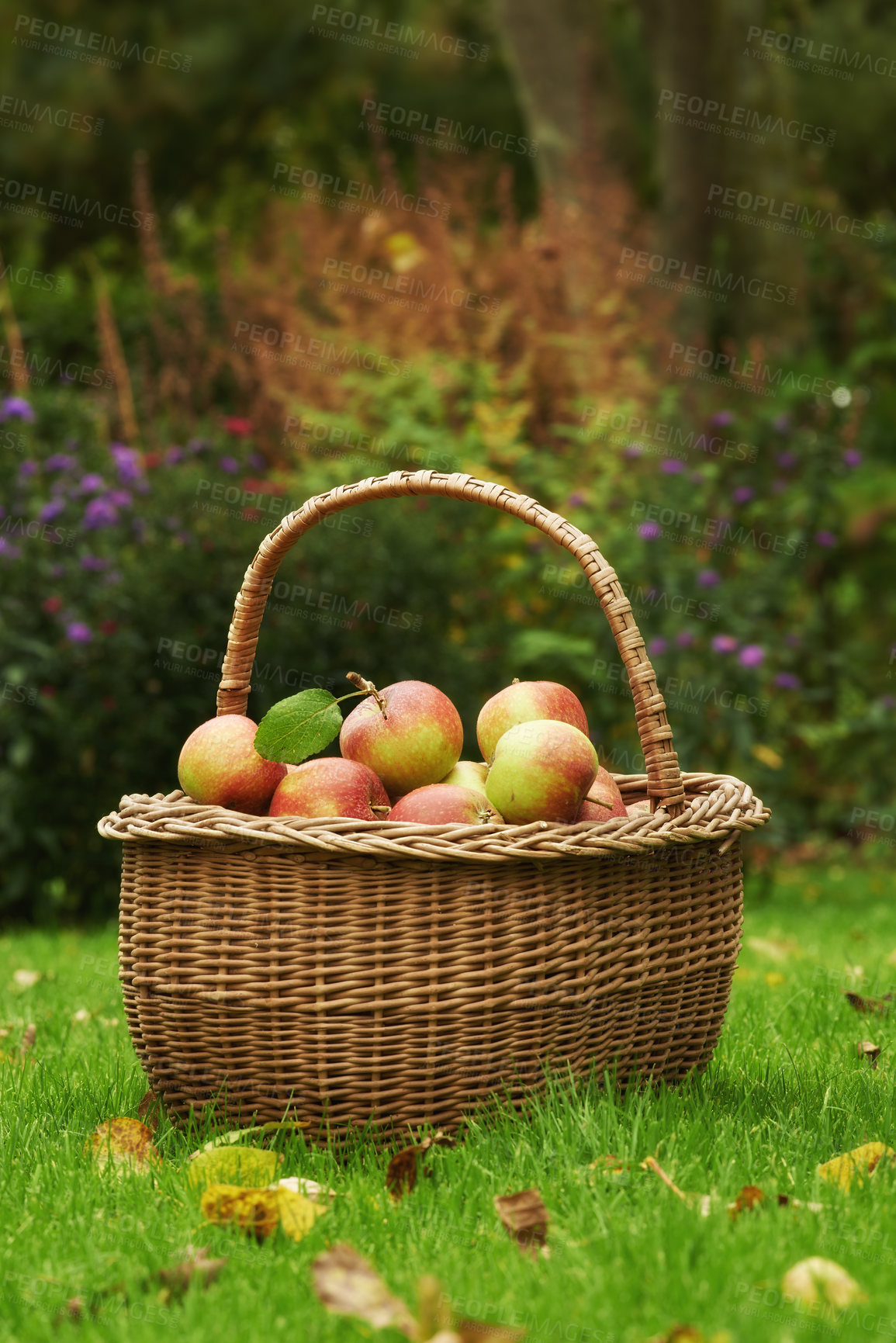Buy stock photo Apple, basket or leaf on lawn for organic, harvest or countryside for health, food or agriculture. Bio, fruit and grass in autumn on sustainable, farm and orchard for natural eco friendly nutrition