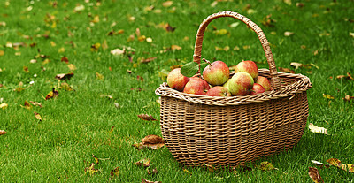 Buy stock photo Apple, basket or leaf on lawn for fall, harvest or countryside for health, food or agriculture. Organic, fruit and grass in autumn on sustainable, farm and orchard for natural eco friendly nutrition