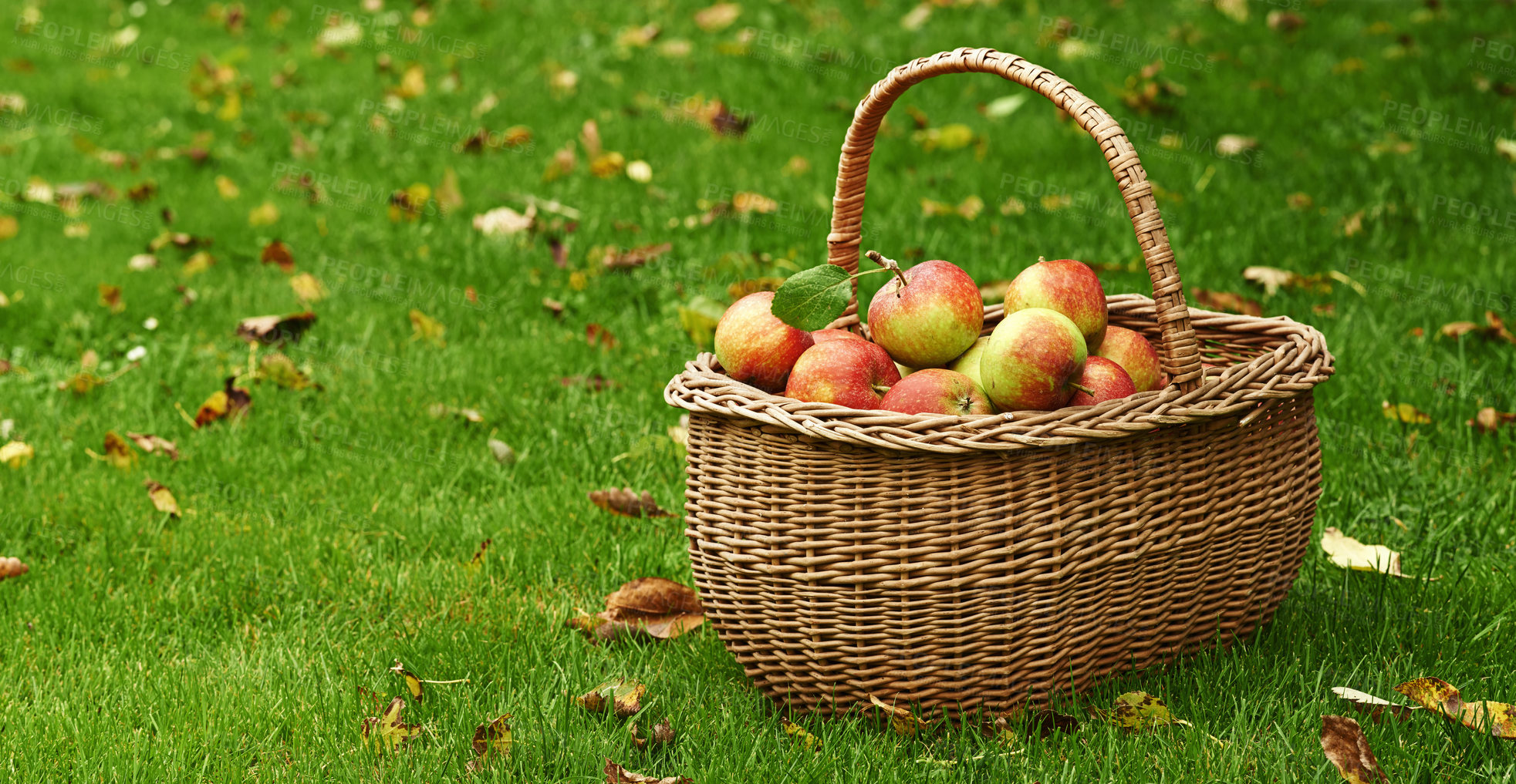 Buy stock photo Apple, basket or leaf on lawn for fall, harvest or countryside for health, food or agriculture. Organic, fruit and grass in autumn on sustainable, farm and orchard for natural eco friendly nutrition