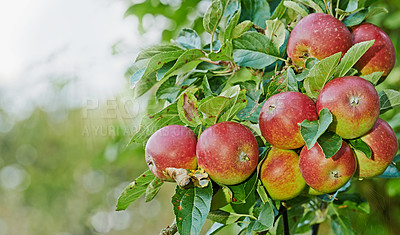 Buy stock photo Apple, tree and fruit closeup with leaves outdoor in farm, garden or orchard in agriculture or nature. Organic, food and farming in summer with sustainability, growth and healthy environment mockup