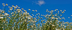 Daisies blooming in the sunshine