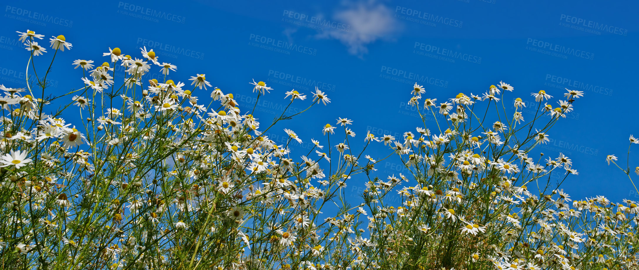 Buy stock photo A field of daisies blooming in a sunny field