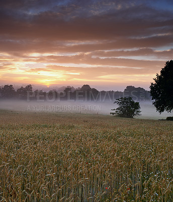 Buy stock photo Misty, morning and farm with sunrise, nature and view with grass, environment and natural habitat. Agriculture, sky and start day with countryside, peace and calm with trees, clouds and fresh air